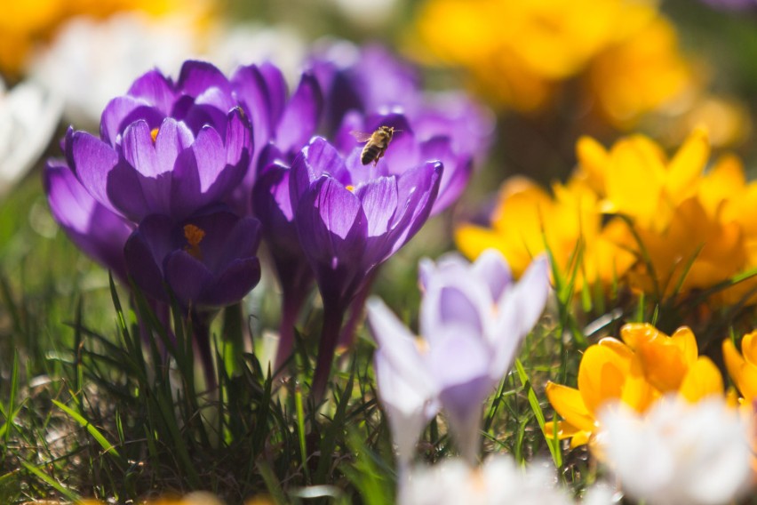 Wiosna w Słupsku. Piękne dywany kwiatowe w Parku Kultury i Wypoczynku 