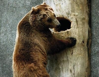 Już wkrótce chore czy osierocone niedźwiedzie znajdą swoje miejsce w azylu Fot. Wojciech Barczyński