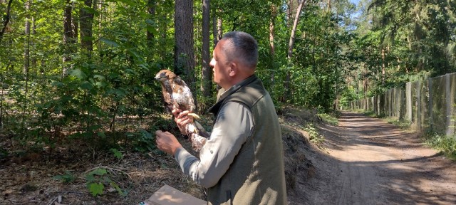 Do Ośrodka Rehabilitacji Dzikich Zwierząt w Zielonej Górze znajdującego się przy Ogrodzie Botanicznym trafił ranny myszołów