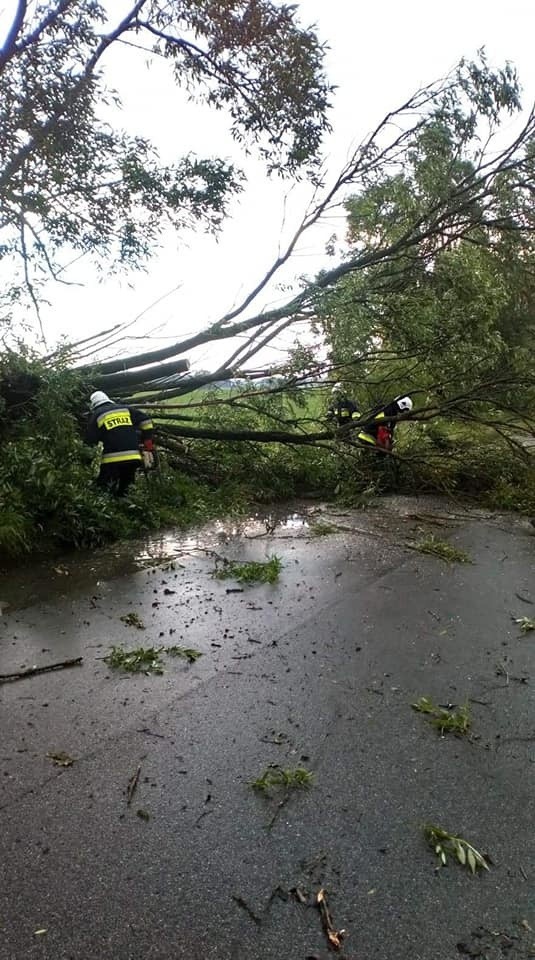 Burza w powiecie ostrowskim, 17.06.2020. Strażacy usuwali drzewa powalone na drogi. Zdjęcia