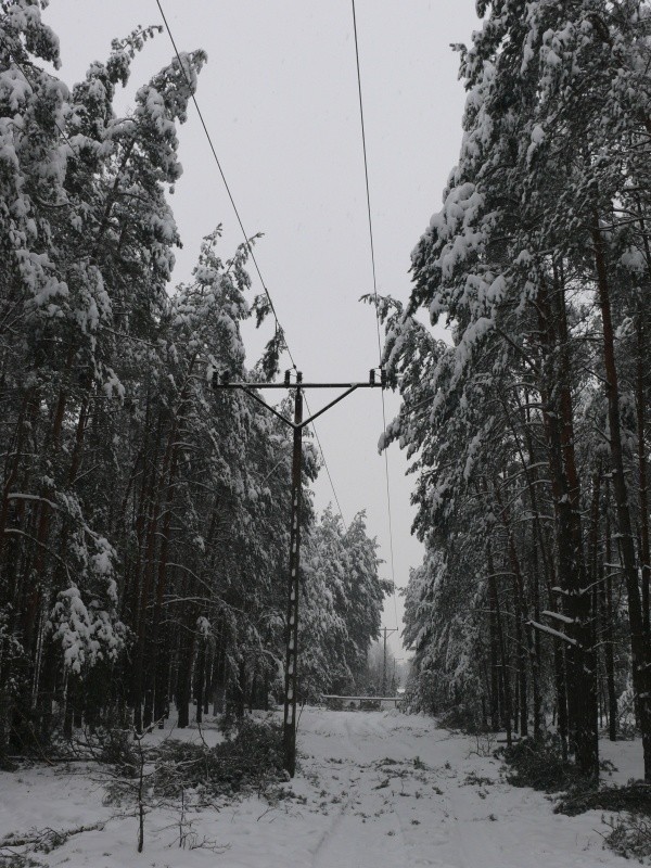Liniom energetycznym cały czas zagrażają obwisłe pod ciężarem śniegu drzewa. Na zdjęciu: las w Kuzkach, w gminie Włoszczowa.
