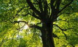 [QUIZ] Trudny test wiedzy o drzewach. Kilka pytań ujawni, kto jest prawdziwym znawcą