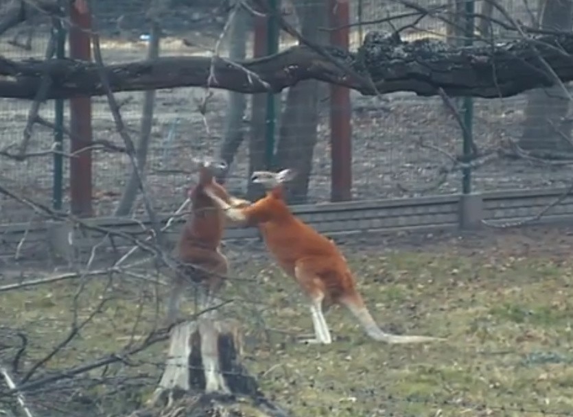 Bójka w łódzkim ogrodzie zoologicznym. Wszystko zarejestrowała kamera monitoringu [FILM, zdjęcia]