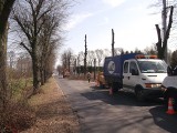Rzeź drzew w Opolu Żerkowicach. Drogowcy przekonują, że mają wszystkie pozwolenia 