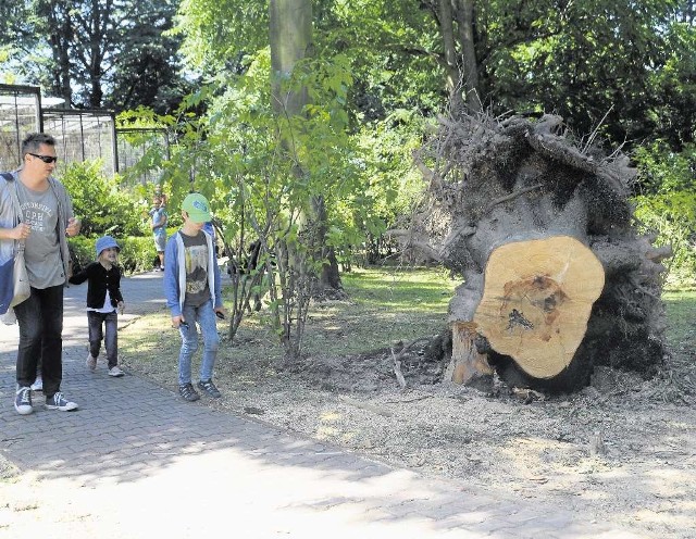 Nawałnica powalała potężne drzewa tuż przy alejkach