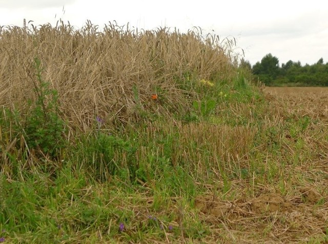 Zboża w rejonie Szwarszowic na terenie gminy Bodzechów w wielu miejscach poprzerastały chwasty.