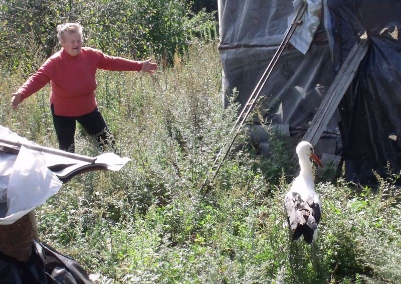 Bocian przyszedł do mało używanego ogródka za podwórkiem....