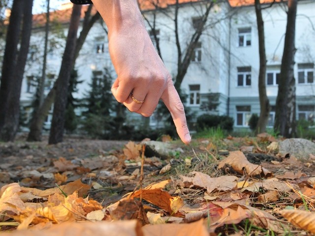 W tym miejscu w parku na terenie Szpitala Miejskiego w Bydgoszczy znaleziono łożysko płodowe. Policja szuka kobiety, która prawdopodobnie urodziła poza szpitalem