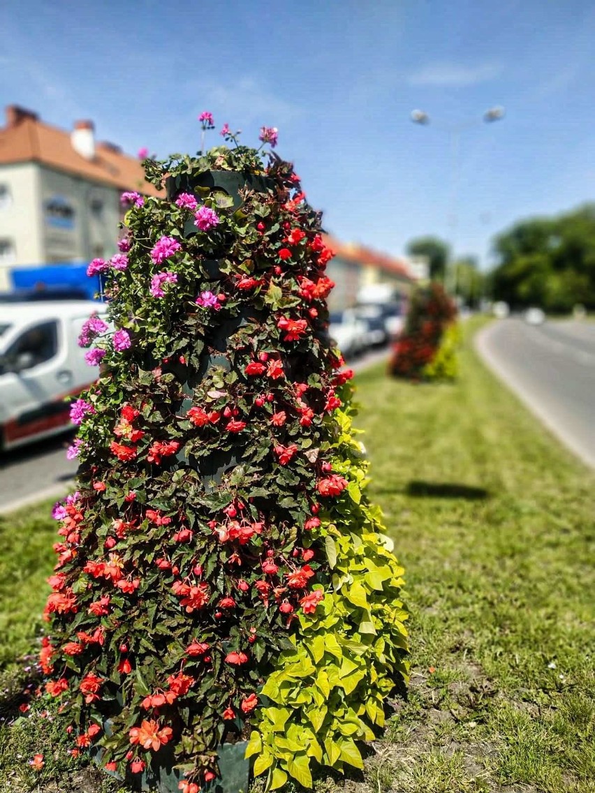 Dziesiątki tysięcy kwiatów na ulicach Szczecina. Jest kolorowo! 