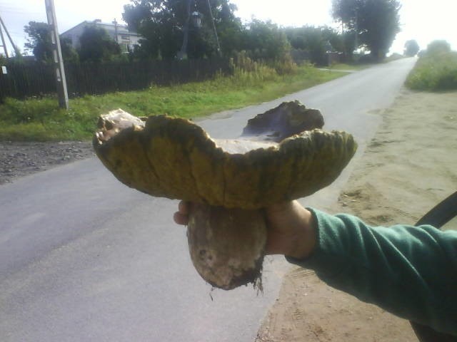 Tego 1,5 kilogramowego grzyba znalazł pan Krzysztof Wojtyniak z Tynicy, gmina Tczów.