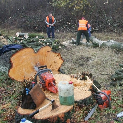 Kolejne drzewa znikają z krajobrazu. W Unii Europejskiej z dawnych dróg obsadzonych drzewami robi się ścieżkę rowerową, a właściwą drogę buduje drogę.