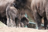 Samiczka żubra przyszła na świat w gdańskim ZOO. Rodzina się powiększa. Zobacz urocze zdjęcia, które obiegły sieć