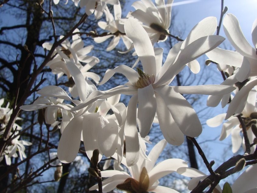 Kwiaty magnolii gwiaździstej mają węższe płatki niż inne...