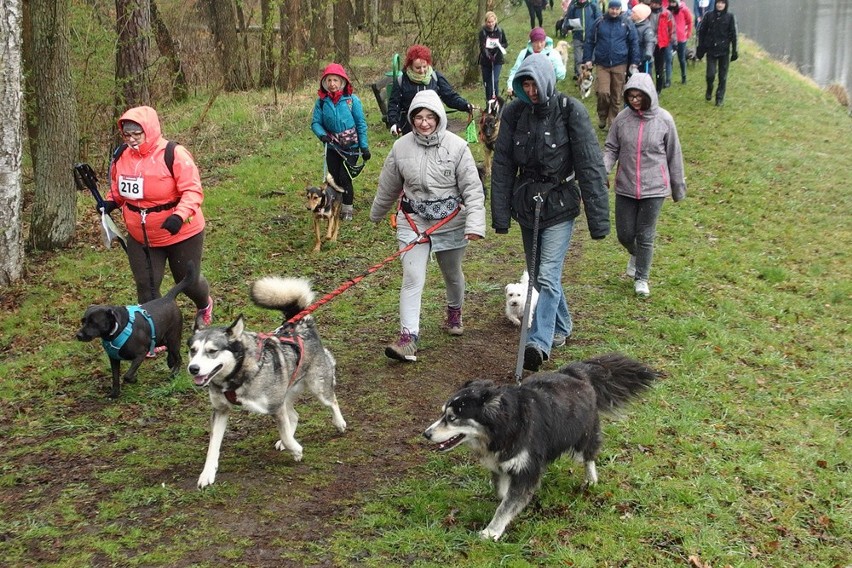 Dogtrekking w Lublińcu 2019: do Lublińca zjechali sympatycy...