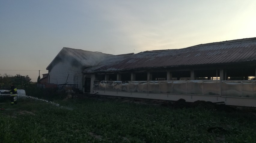 Pożar obory w Wardzyniu. W ostatniej chwili udało się uratować 48 krów!