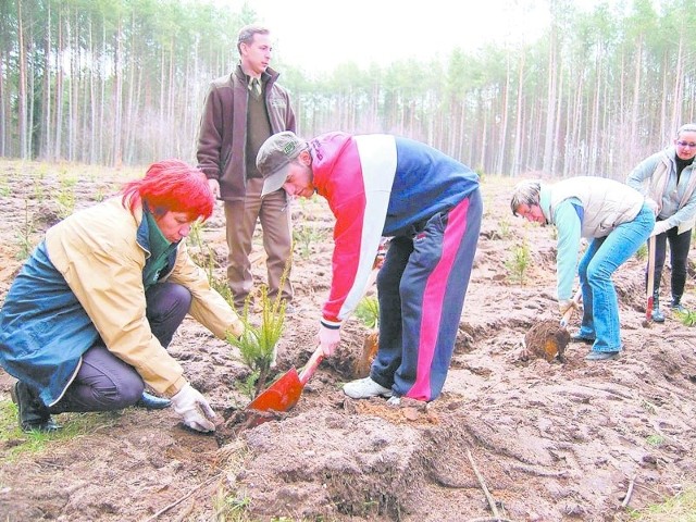 Ubiegłoroczna akcja sadzenia drzewek koło Sporego. 