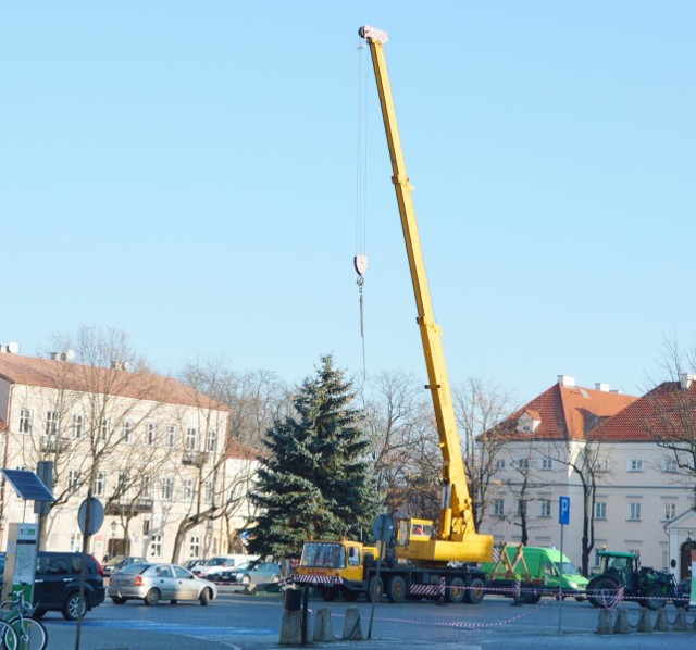 Blisko 11-metrowy świerk stanął na Starym Rynku w Łowiczu