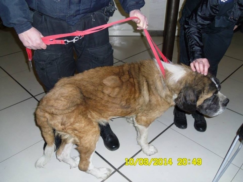 Straż Miejska uratowała dwa psy głodzone przez właściciela [ZDJĘCIA] 