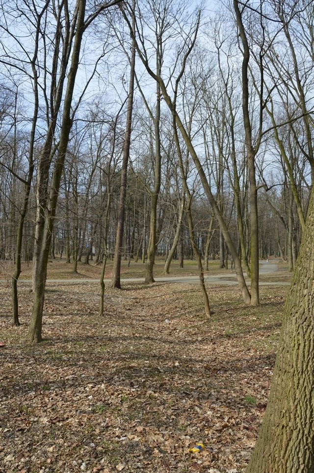 Park ma wiele drzew, które trzeba pielęgnować