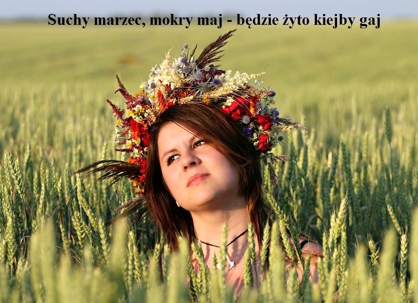 Suchy marzec, mokry maj - będzie żyto kiejby gaj. Ludowe przysłowia [zdjęcia]