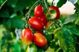 Kiedy obrywa się liście pomidorów i po co to robić? Ogławianie to też ważna czynność. Zadania w warzywniku
