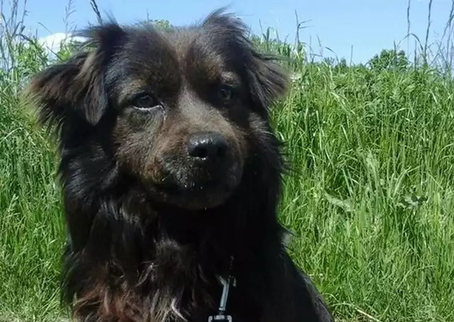 Azyl dla bezdomnych zwierząt w Bogdańczowicach apeluje o adopcję bezdomnym psów. Na nowy dom czekają aktualnie cztery psiaki.Laki trafił do azylu dla bezdomnych psów po śmierci swojego właściciela. To mały, urokliwy piesek z długą sierścią. Całe dnie spędza w kojcu przy kratach i wygląda swojego właściciela. Uwielbia się pieścić i chodzić na spacery, nie ciągnie smyczy. Możliwy dowóz piesków.Kontakt w sprawie adopcji - tel. 505 019 773.