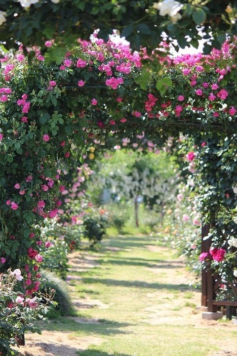 Bardzo dekoracyjnym elementem ogrodu różanego są wszelkiego...