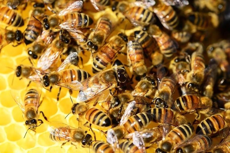 Choroba pszczół zgnilc amerykański pojawiła się w Brzeszczach. Powiatowy lekarz weterynarii ogłosił "obszar zapowietrzony"
