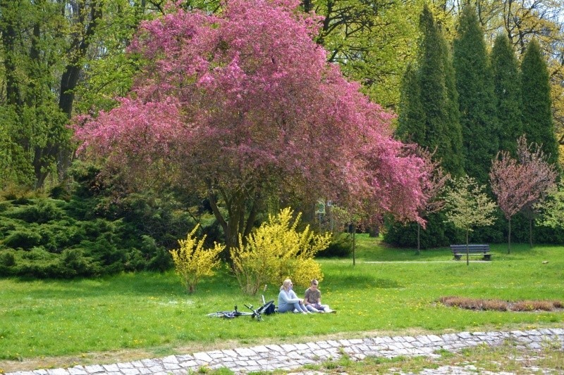 Park Śląski na wiosenny weekend. Można pospacerować w...