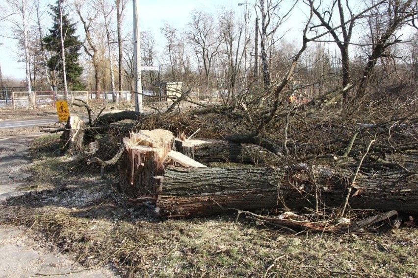 Wielkie cięcie w Skarżysku - Kamiennej. Z powodu inwestycji drzewa idą pod topór (ZDJĘCIA)