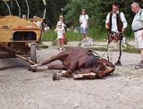 Koń padł z przemęczenia na oczach setek turystów (Zobacz wstrząsające wideo)