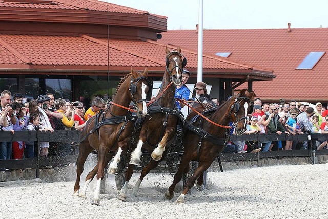 Podłódzki Andrespol tym razem zajął 4. pozycję. Na zdjęciu: pokazy w stadninie Zbyszko w Wiączyniu Dolnym