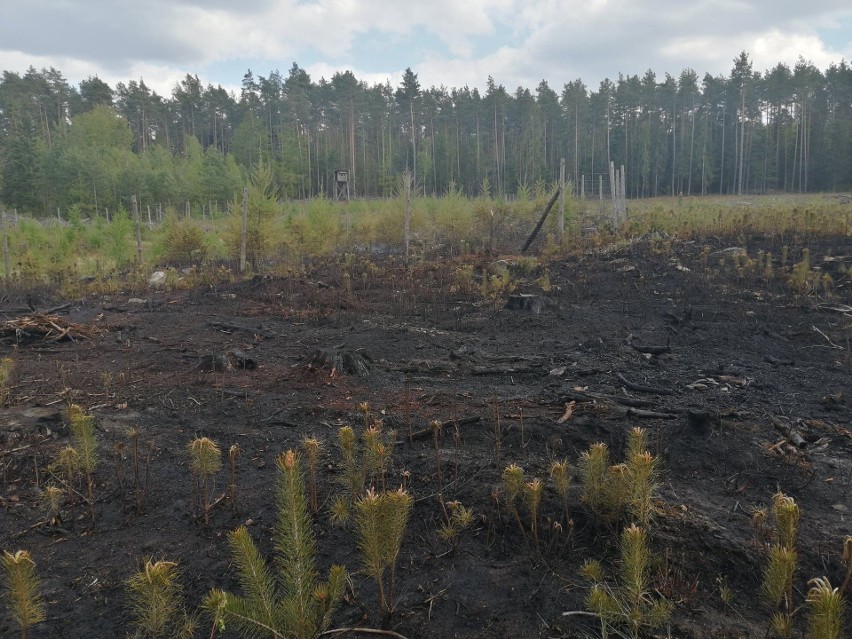 Pożar lasu w Wołowie, przy drodze krajowej numer 42. Były utrudnienia dla kierowców [ZDJĘCIA]