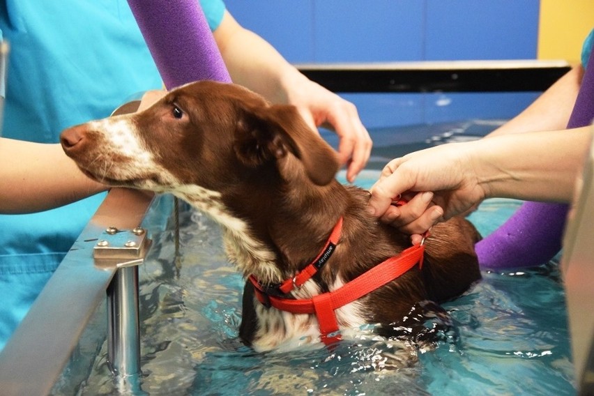 Pies Fijo rehabilitowany jest w klinice w Bielsku-Białej