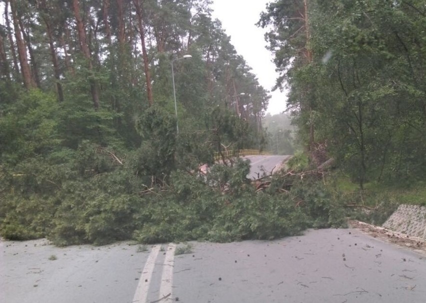 Na ulicę Klecką w Kielcach wichura przewróciła drzewo.