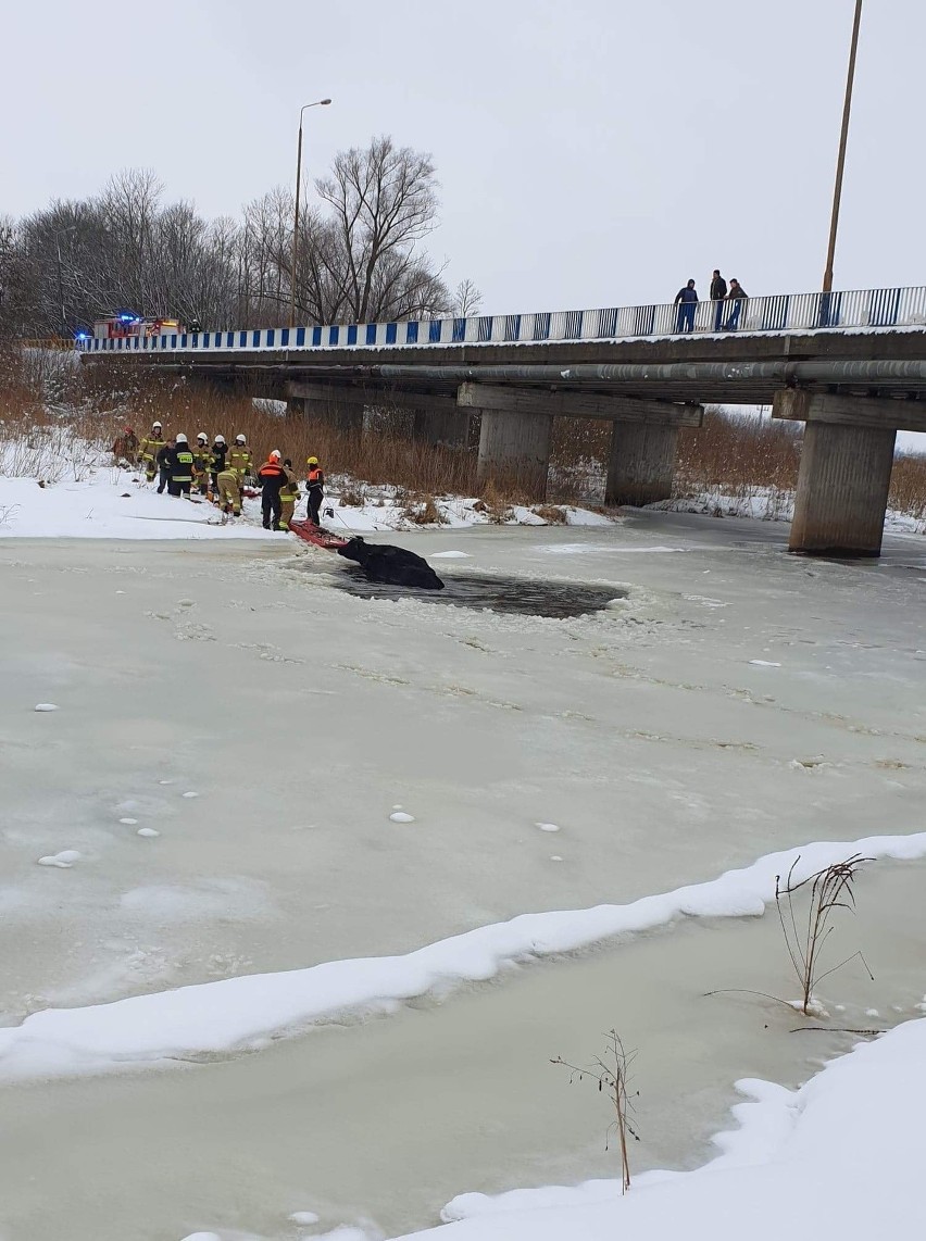 Suraż. Pod krowami załamał się lód na rzece Narew. Musieli ratować je strażacy [ZDJĘCIA]