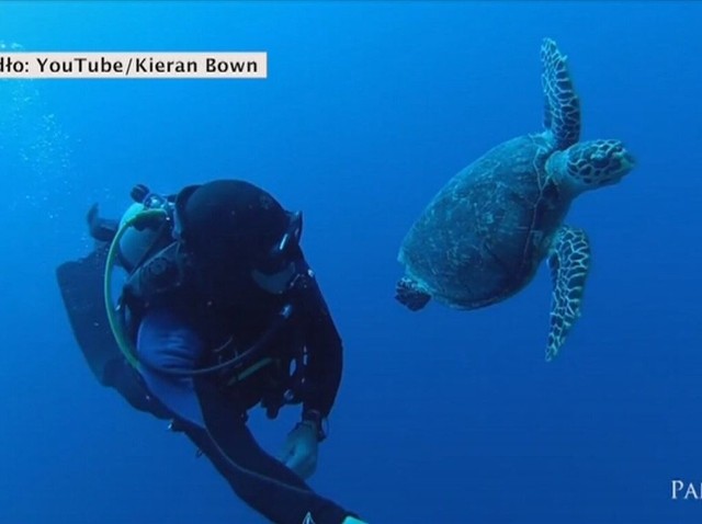 W wodach wschodniej części archipelagu Bahamów nurek spotkał tego towarzyskiego żółwia