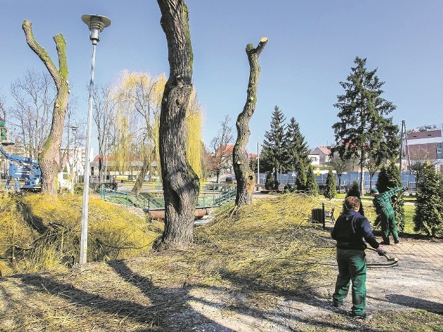 Już dawno żadna wycinka tak nie wzburzyła świecian, jak tegoroczne zabiegi w parku koło ośrodka kultury (na zdjęciu) oraz przy ul. Sądowej i Kościuszki.