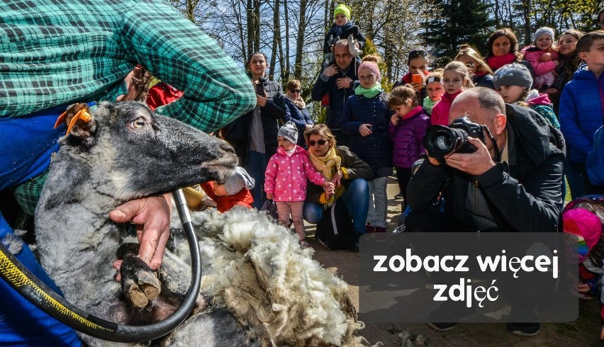 Owce potrzebowały "fryzjera". Pokaz strzyżenia [wideo, zdjęcia]