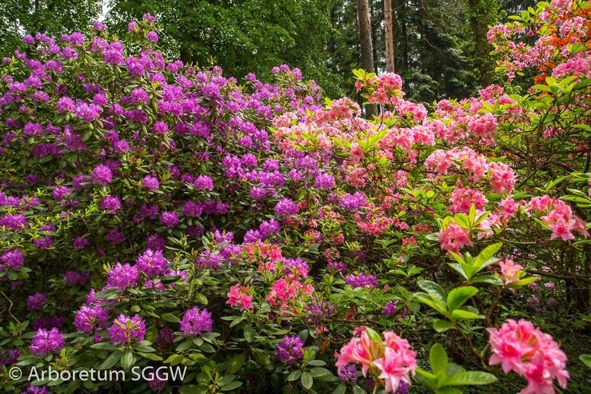 W rogowskim Arboretum kwitną różaneczniki. Warto pojechać. ZDJĘCIA