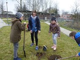 Już w czwartek rusza piąta edycja akcji "Zielony Jędrzejów". Tym razem drzewka pomogą sadzić uczniowie Szkoły Podstawowej numer 4