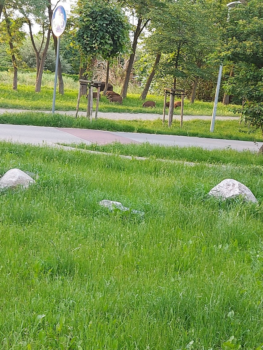 Dziki znowu pojawiły się w Toruniu. Gdzie tym razem?