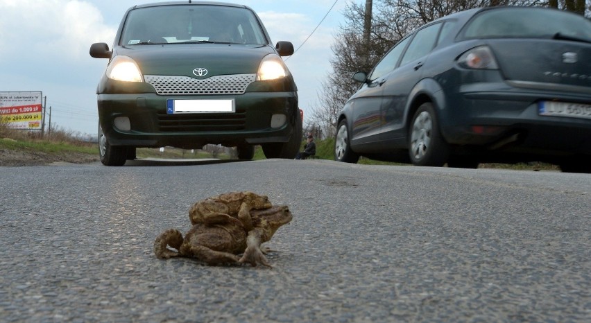 W marcu i kwietniu na ulicy Janowskiej codziennie ginie...