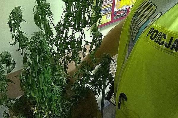 Amunicja, proch strzelniczy i marihuana. 39-latek zatrzymany [ZDJĘCIA]