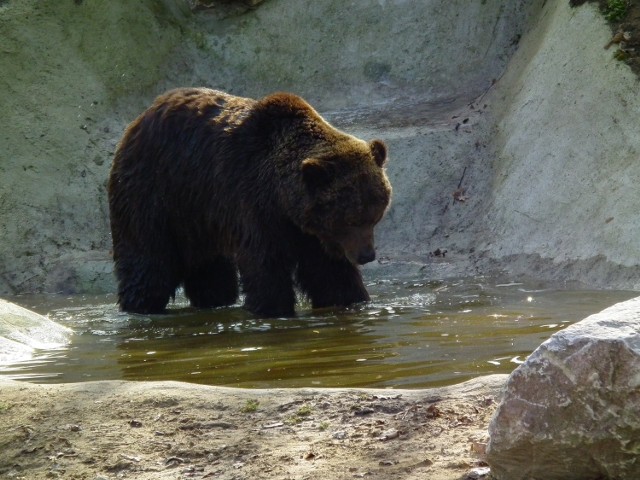 Niedźwiedziarnia w poznańskim zoo