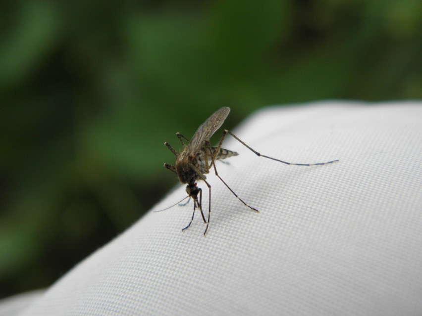 Ukąszenie komara sprawia, że czujemy się niekomfortowo....