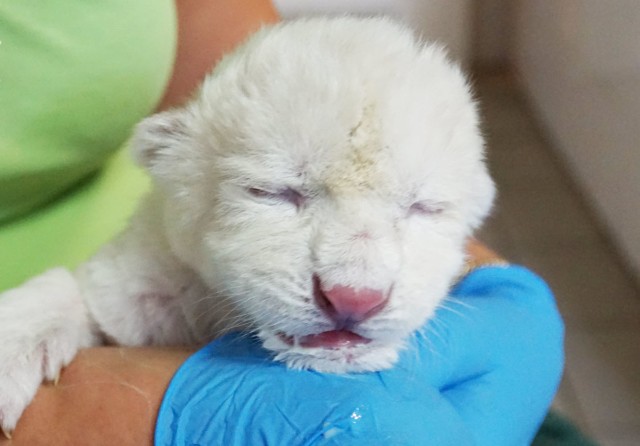 Małemu lwiątku, które jako jedyne przeżyło agresję dorosłych osobników, pracownicy zoo nadali imię Lucky, czyli szczęściarz. Opiekunowie dzikich kotów informują, że malec wyszedł z trudnej sytuacji bez szwanku. Teraz zajmuje się tylko jedzeniem i spaniem.