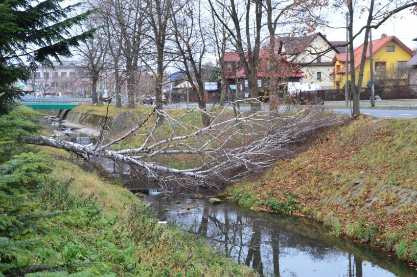 Myślenice. Mieszkańcy miasta alarmują w sprawie wycinki drzew. Tym razem w korycie rzeki Bysinki