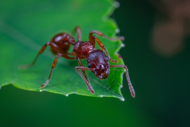 Sprawdź w naszej galerii, skutecznie i sprawdzone metody na pozbycie się mrówek. Niektóre mogą być sporym zaskoczeniem, ale najważniejsze, że działają.>>>>>>>>>>>>>>>>>>>>>>>>