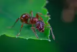 Jak pozbyć się mrówek z ogrodu? Oto sprawdzone, domowe sposoby na pozbycie się nieproszonych gości. Sprawdź!